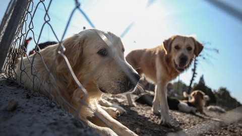 Gözler, sokak hayvanları için AYM'deki kritik toplantıda! İlk inceleme bugün yapılacak…