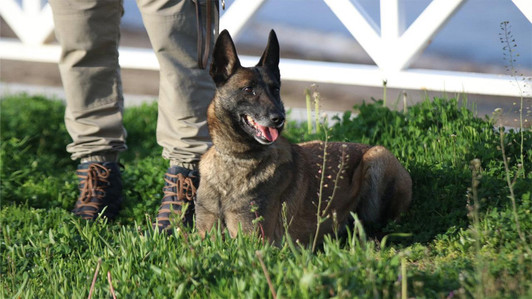 Emniyeti yasa boğan ölüm... Narkotik köpeği Ares operasyonda öldü - Resim : 1