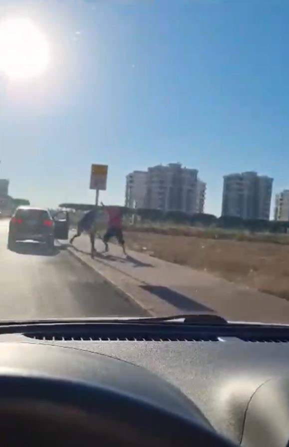 Survivor Hikmet, trafikte dehşet saçtı! Sopayla darp anları kamerada - Resim : 3