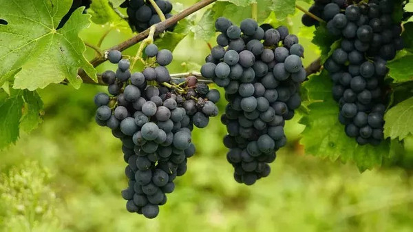 Yılbaşı gecesi masanın altında 12 üzüm yemek ne anlama geliyor? İspanyollara ait 100 yıllık gelenek!