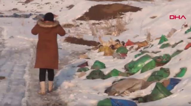 Yürek yakan görüntü... Hakkari Yüksekova'da 20 köpek ölü bulundu - Resim : 2