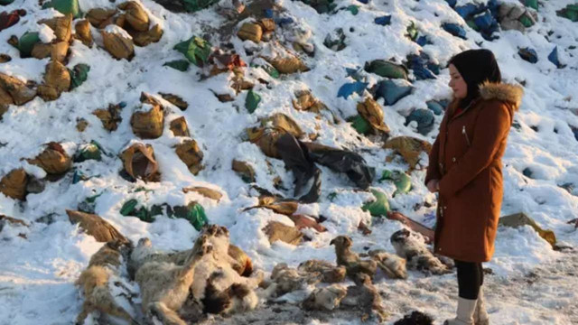Yürek yakan görüntü... Hakkari Yüksekova'da 20 köpek ölü bulundu - Resim : 1