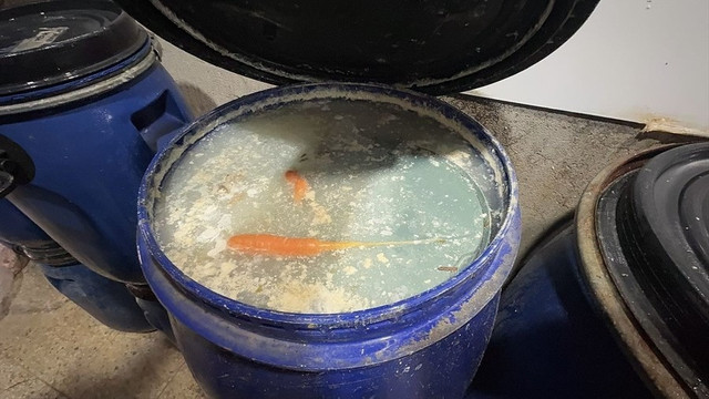 Döner imalathanesinde mide bulandıran görüntüler - Resim : 2