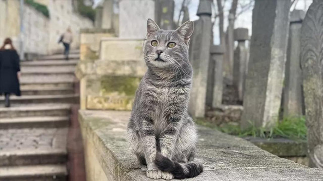 Kedi tüyü iddiaları ortalığı karıştırmıştı! Okan Diköz’ün ölümündeki gerçek şoke etti - Resim : 1
