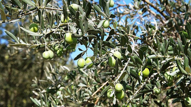 Ne altın, ne ev, ne araba... İlber Ortaylı'dan dikkat çeken yatırım tavsiyesi - Resim : 1