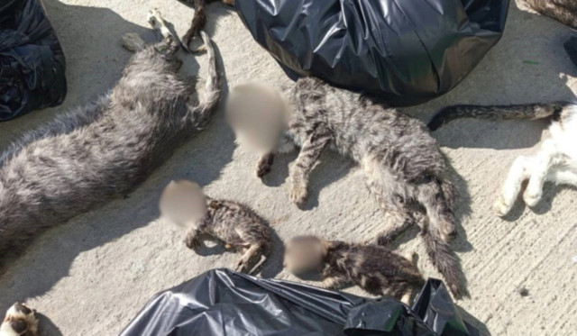 Gebze Belediyesi'nden hayvan katliamı! Vahşet görüntülere tepki yağıyor... Açıklama geldi - Resim : 3