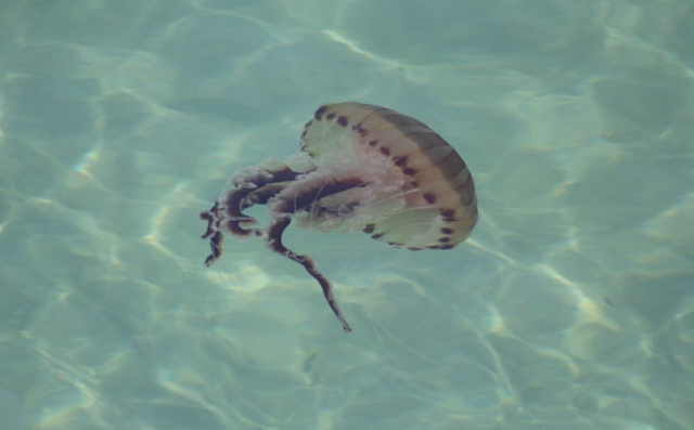 Marmara Denizi'ni istila ettiler! Pusula denizanası için önemli uyarı... - Resim : 3