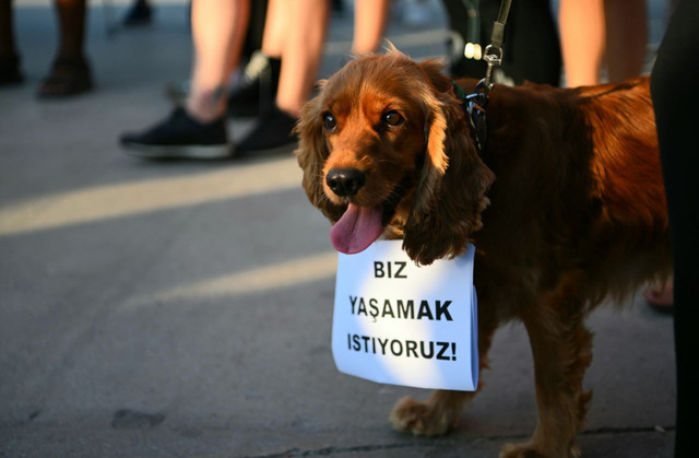 Vatandaşlar hareketsiz buldu: Zehirlendiği iddia edilen 4 köpek hayatını kaybetti - Resim : 1