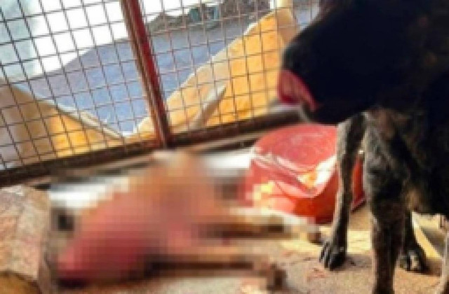 Mamak'taki hayvan barınağında korkunç görüntüler! Köpekler açlıktan birbirlerini yedi... - Resim : 2