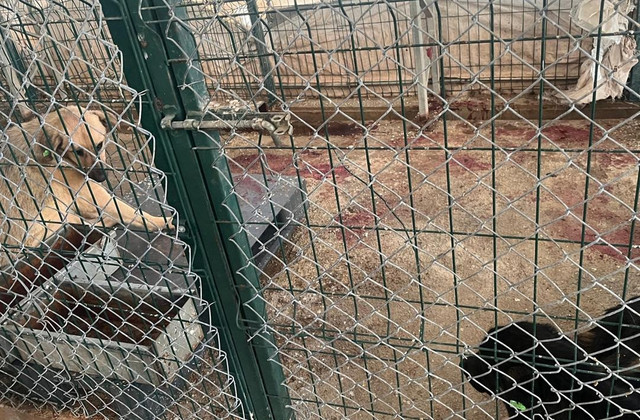 Mamak'taki hayvan barınağında korkunç görüntüler! Köpekler açlıktan birbirlerini yedi... - Resim : 1