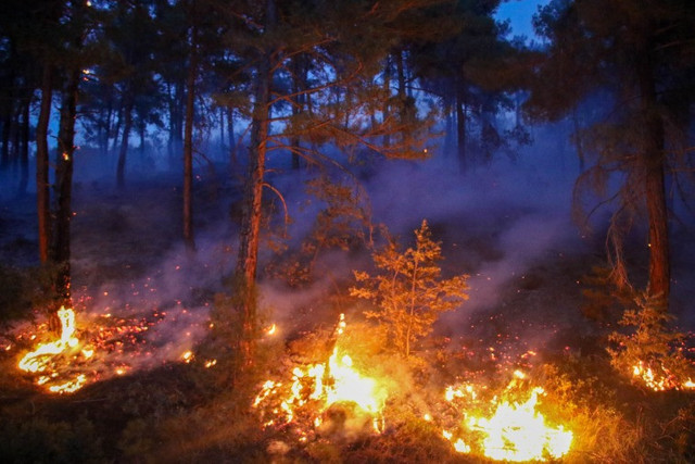 5 ilde orman yangınlarıyla mücadele sürüyor! Ciğerlerimiz yanıyor... - Resim : 3