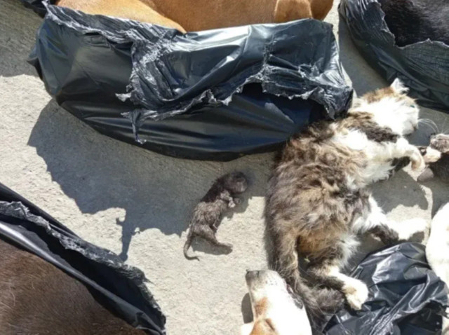 Gebze Belediyesi'nden hayvan katliamı! Vahşet görüntülere tepki yağıyor... Açıklama geldi - Resim : 1