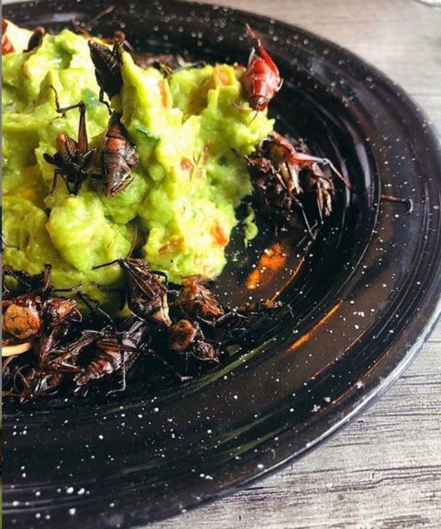 Bir tabak çekirgeyi afiyetle yedi! - Resim : 1