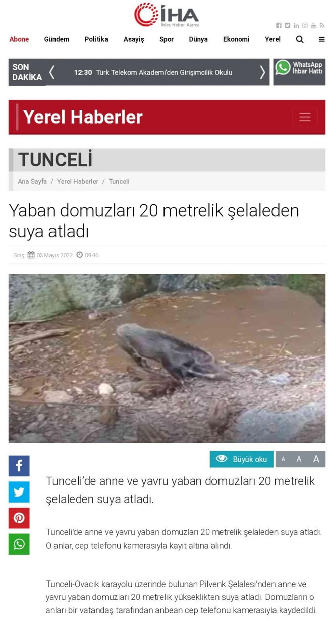İHA’dan 'domuz' haberi skandalı! Tunceli dediler, Afrika çıktı! - Resim : 1