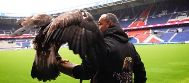 PSG'den saha zeminini korumak için akıllara durgunluk veren yöntem! Şahinler görev yapacak - Resim : 2