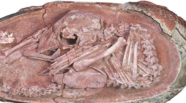 Çin'de 72 milyon yıllık dinozor embriyosu bulundu! - Resim : 1