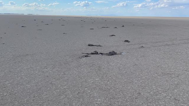 Tuz Gölü'ndeki flamingolar neden öldü? Raporda flaş sonuçlar! - Resim : 2