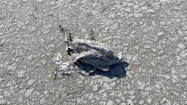 Tuz Gölü'ndeki flamingolar neden öldü? Raporda flaş sonuçlar! - Resim : 3