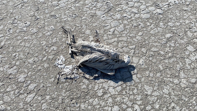 Tuz Gölü’nde korkunç görüntü! ‘Bu bir katliamdır…’ - Resim : 1