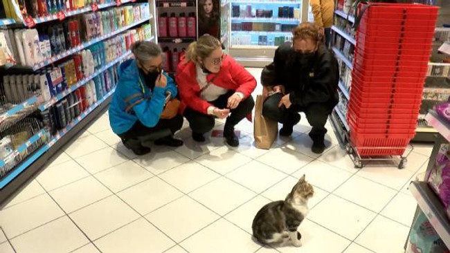 'Dilenci kedi' müşterilere zorla mama aldırıyor! Topal taklidi ve bayılma numarası da yapıyor - Resim : 3