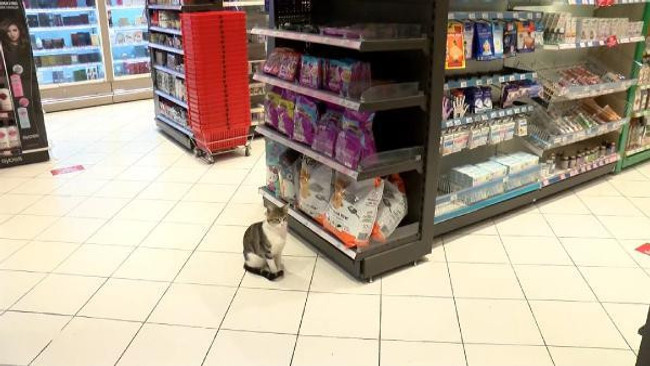 'Dilenci kedi' müşterilere zorla mama aldırıyor! Topal taklidi ve bayılma numarası da yapıyor - Resim : 1