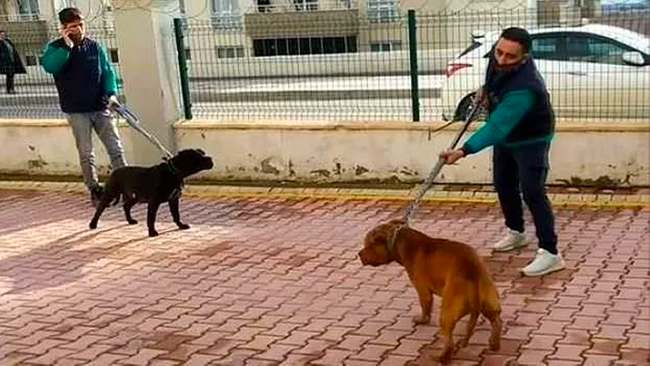 Gaziantep'teki pitbull dehşetinde yeni detay! Kamera görüntülerini silmeye çalışmışlar - Resim : 2