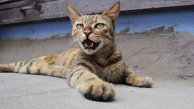 DSÖ’den korkutan ‘varyant’ uyarısı! İnsan aracılığıyla bulaşıyor… - Resim : 2