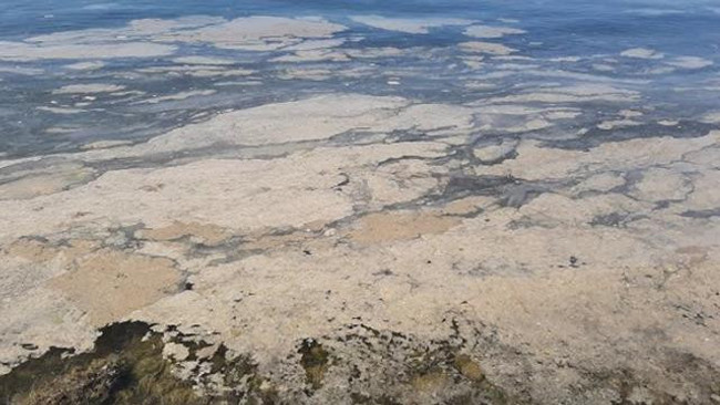 Komisyon raporu çıktı: Marmara Denizi'ndeki müsilajın nedeni belli oldu - Resim : 3