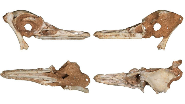 Araştırma ortaya koydu: Yeni bir dinozor türü keşfedildi - Resim : 2
