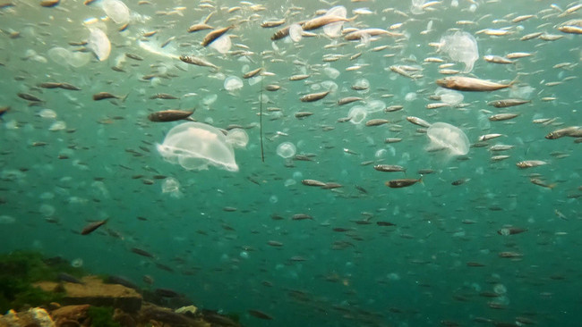 İstanbul Boğazı’nı istila etti! Su altından böyle görüntülendi: Sayısı giderek artıyor - Resim : 2