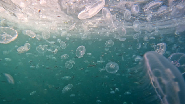 İstanbul Boğazı’nı istila etti! Su altından böyle görüntülendi: Sayısı giderek artıyor - Resim : 1