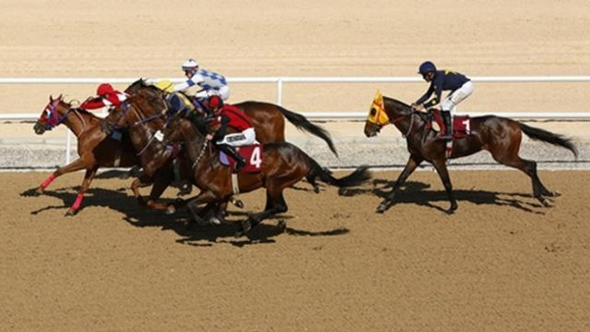 Deprem felaketi nedeniyle iptal edilen at yarışlarının başlama tarihi belli oldu - Resim : 1