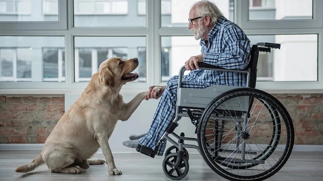 Köpeklerin Parkinson hastalığının kokusunu alabildiği keşfedildi - Resim : 2