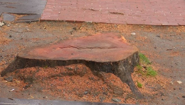 Şahan Gökbakar’dan İBB’ye kınama! "112 çınar ağacını kesip..." - Resim : 1