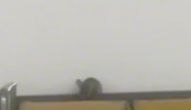 İstanbul'da zincir marketi fareler bastı! Görüntüler şoke etti - Resim : 1