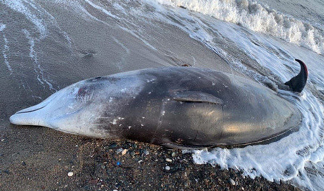 Deprem balinaları da öldürdü: Kıyıya vurdular - Resim : 3