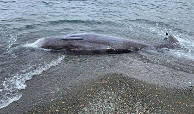 Deprem balinaları da öldürdü: Kıyıya vurdular - Resim : 2