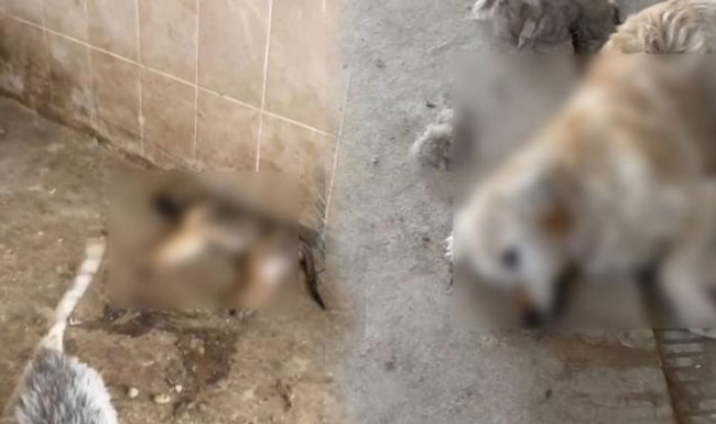 Gümüşhane Belediyesi barınağında köpekler açlık ve susuzluktan can verdi iddiası! - Resim : 1