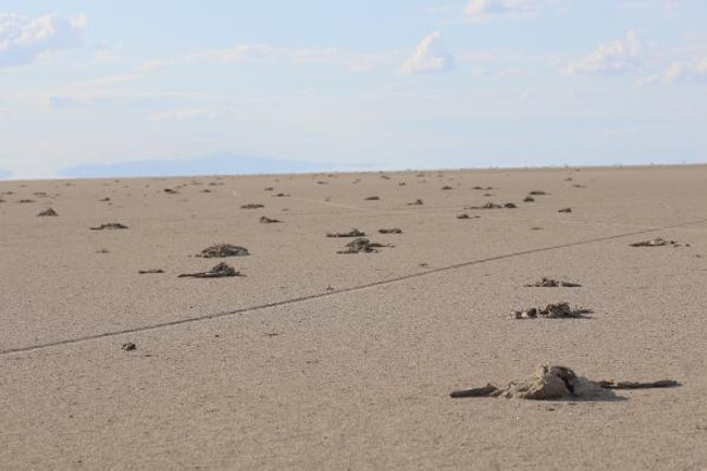 Tuz Gölü'ndeki flamingolar neden öldü? Raporda flaş sonuçlar! - Resim : 1