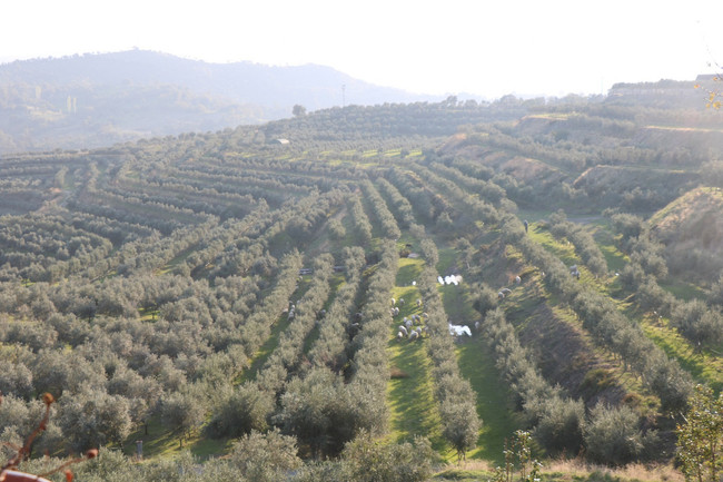 Madenciler, ocağına incir ağacı dikti! Doğadan alınanı geri verme projesi… - Resim : 4