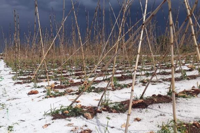Türkiye yazı karşılamaya hazırlanırken il ve ilçeleri sel vurdu, tarlalar perişan oldu - Resim : 2