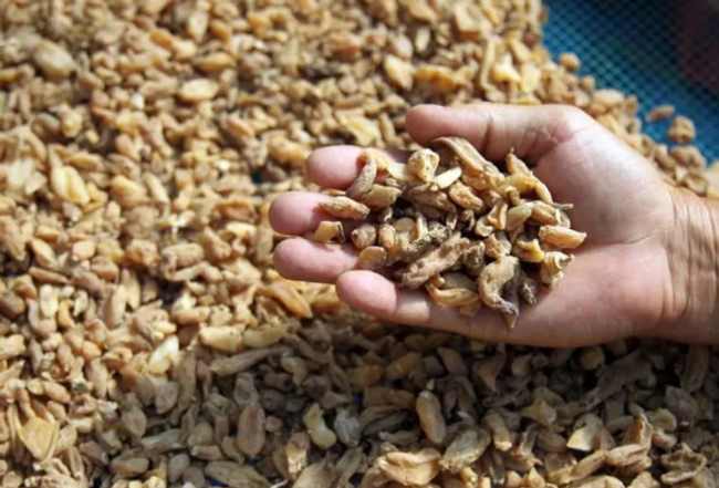 Beyaz altın olarak biliniyor! Cinsel gücü artırıyor, öksürüğü geçiriyor - Resim : 2