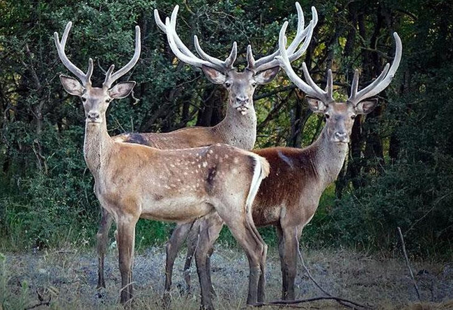 DSÖ’den korkutan ‘varyant’ uyarısı! İnsan aracılığıyla bulaşıyor… - Resim : 1