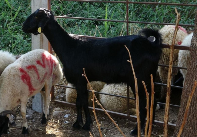3 gündür kaçan kurbanlık keçiyi Haluk Levent satın aldı - Resim : 1