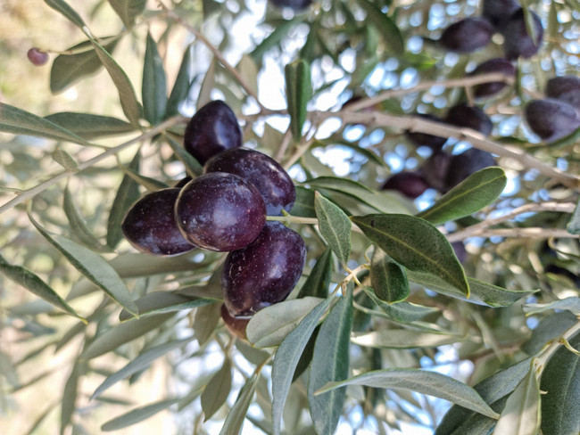 Madenciler, ocağına incir ağacı dikti! Doğadan alınanı geri verme projesi… - Resim : 7