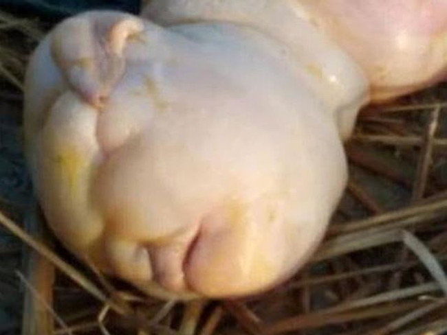 Hindistan'da 'insan yüzlü' keçi dünyaya geldi: "Tanrıdan bir uyarı" - Resim : 2