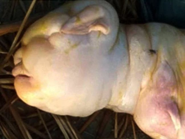 Hindistan'da 'insan yüzlü' keçi dünyaya geldi: "Tanrıdan bir uyarı" - Resim : 1