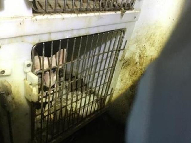 Evden gelen ihbar üzerine içeri giren yetkililerin nevri döndü: Tüm dünya bu manzarayı konuşacak - Resim : 2