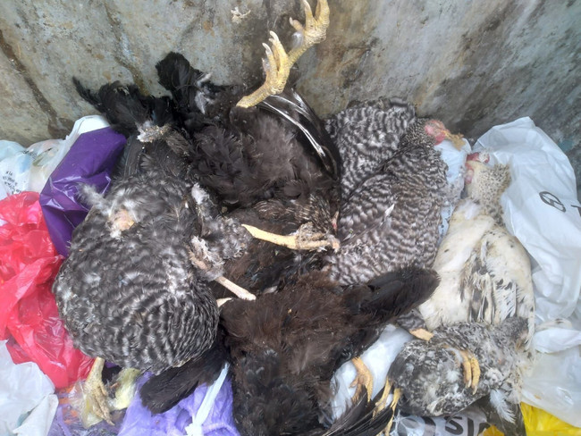 Kanunsuz yıkımda onlarca hayvanı öldürdüler! Mahkeme kararını takmadı… - Resim : 2