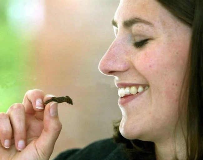 Çekirgeli çikolatalar market raflarına geliyor! - Resim : 1